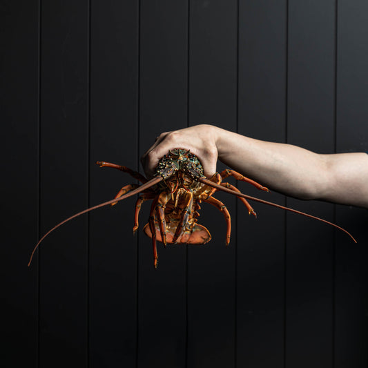 Live Lobster Sashimi (Pre-order)